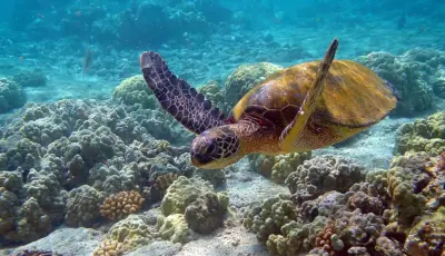 Alanya Diving Tour Tursay Travel 6