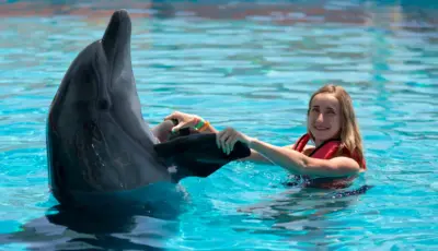Alanya Dolphin Show Tour