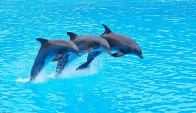 Alanya Dolphin Show Tour Tursay Travel 10
