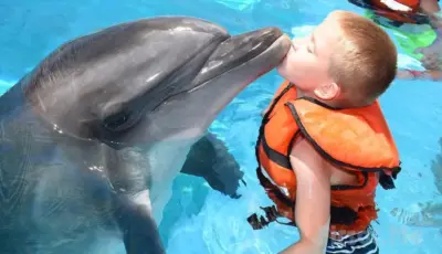 Alanya Dolphin Show Tour Tursay Travel 2