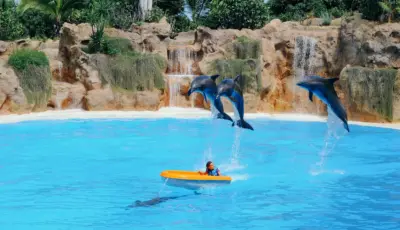 Alanya Dolphin Show Tour Tursay Travel 3