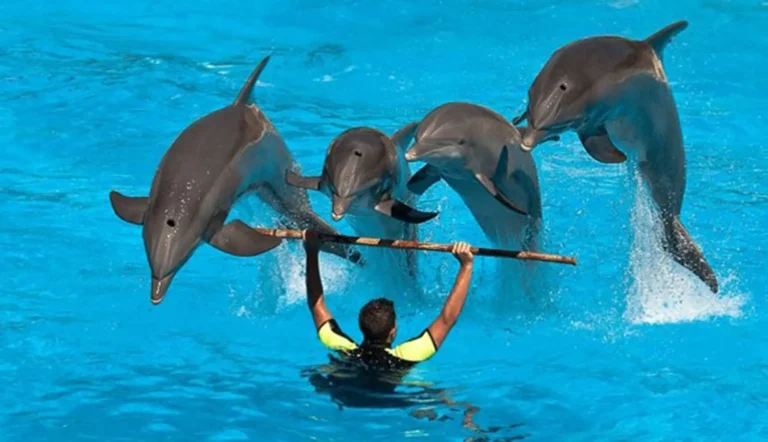 Four dolphins leap over a pole held up by a trainer in the water