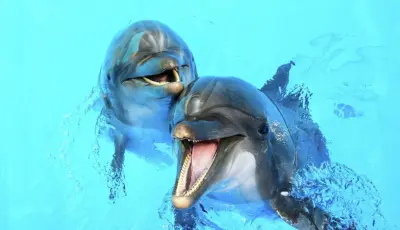 Alanya Dolphin Show Tour Tursay Travel 6