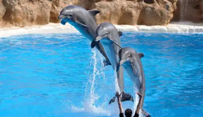 Alanya Dolphin Show Tour Tursay Travel 9