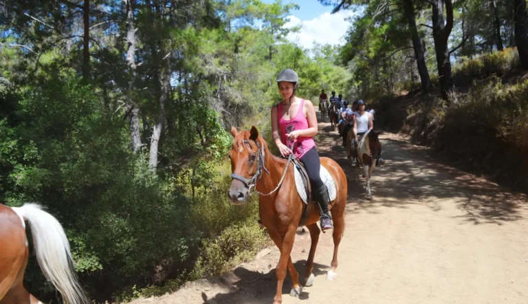 A rider in a pink top leads a line of horses along a pine forest track
