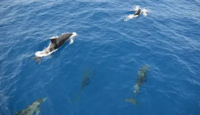 Alanya Catamaran Boat Tour - Tursay Travel