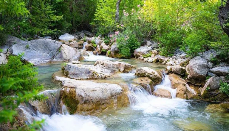 Clear mountain stream cascading over smooth boulders under green trees
