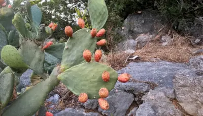 Village Tour in Alanya - Tursay Travel