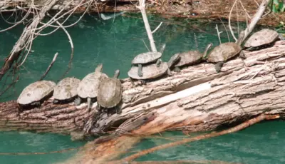 Manavgat Boat Tour from Side Tursay Travel 8