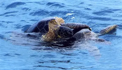 Side Boat Tour Tursay Travel 10