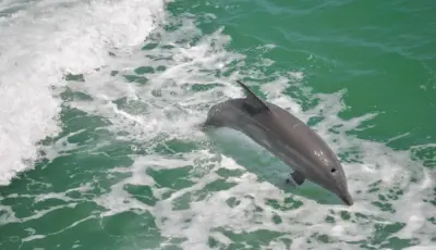 Side Dolphin Island Boat Tour Tursay Travel 11