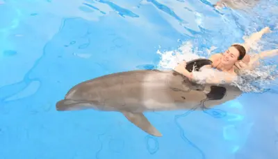 Side Dolphin Show Tour Tursay Travel 10