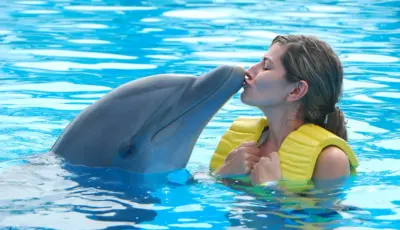 Side Dolphin Show Tour Tursay Travel 11