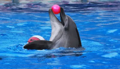 Side Dolphin Show Tour Tursay Travel 14