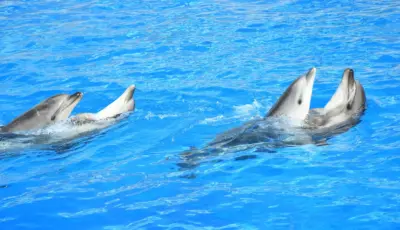 Side Dolphin Show Tour Tursay Travel 15