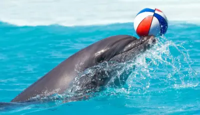 Alternative view of Side Dolphin Show Tour