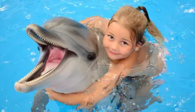 Side Dolphin Show Tour Tursay Travel 3