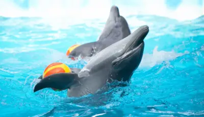 Side Dolphin Show Tour Tursay Travel 4