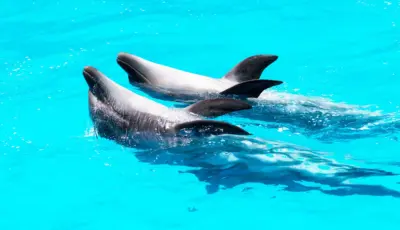 Side Dolphin Show Tour Tursay Travel 6