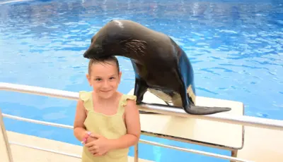 Side Dolphin Show Tour Tursay Travel 9