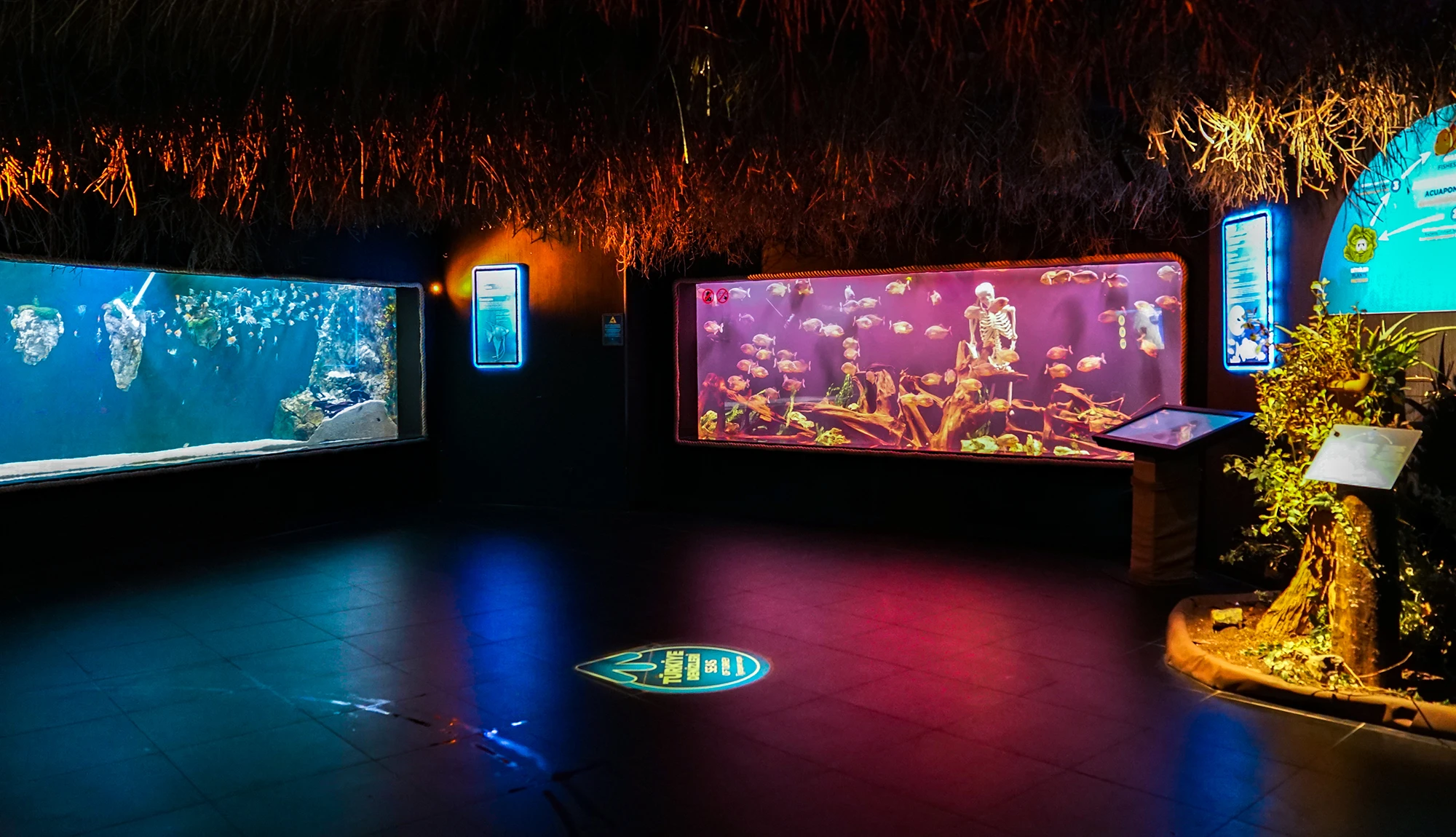 Antalya Aquarium Tour from Belek - Image 13