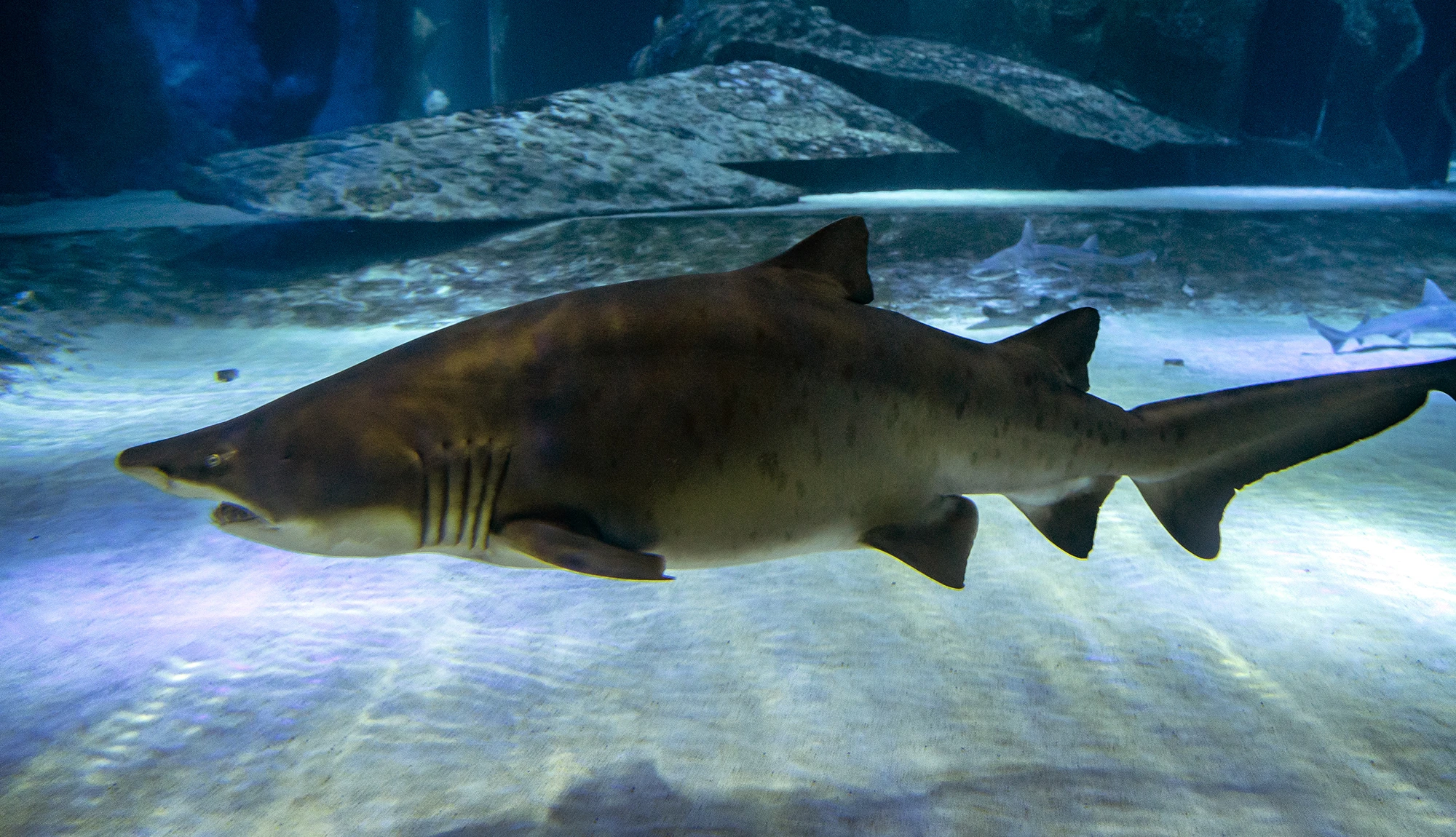 Antalya Aquarium Tour from Belek - Image 15