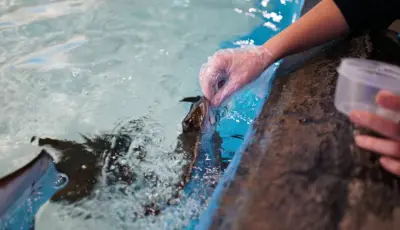 Antalya Aquarium Tour from Belek Tursay Travel 16