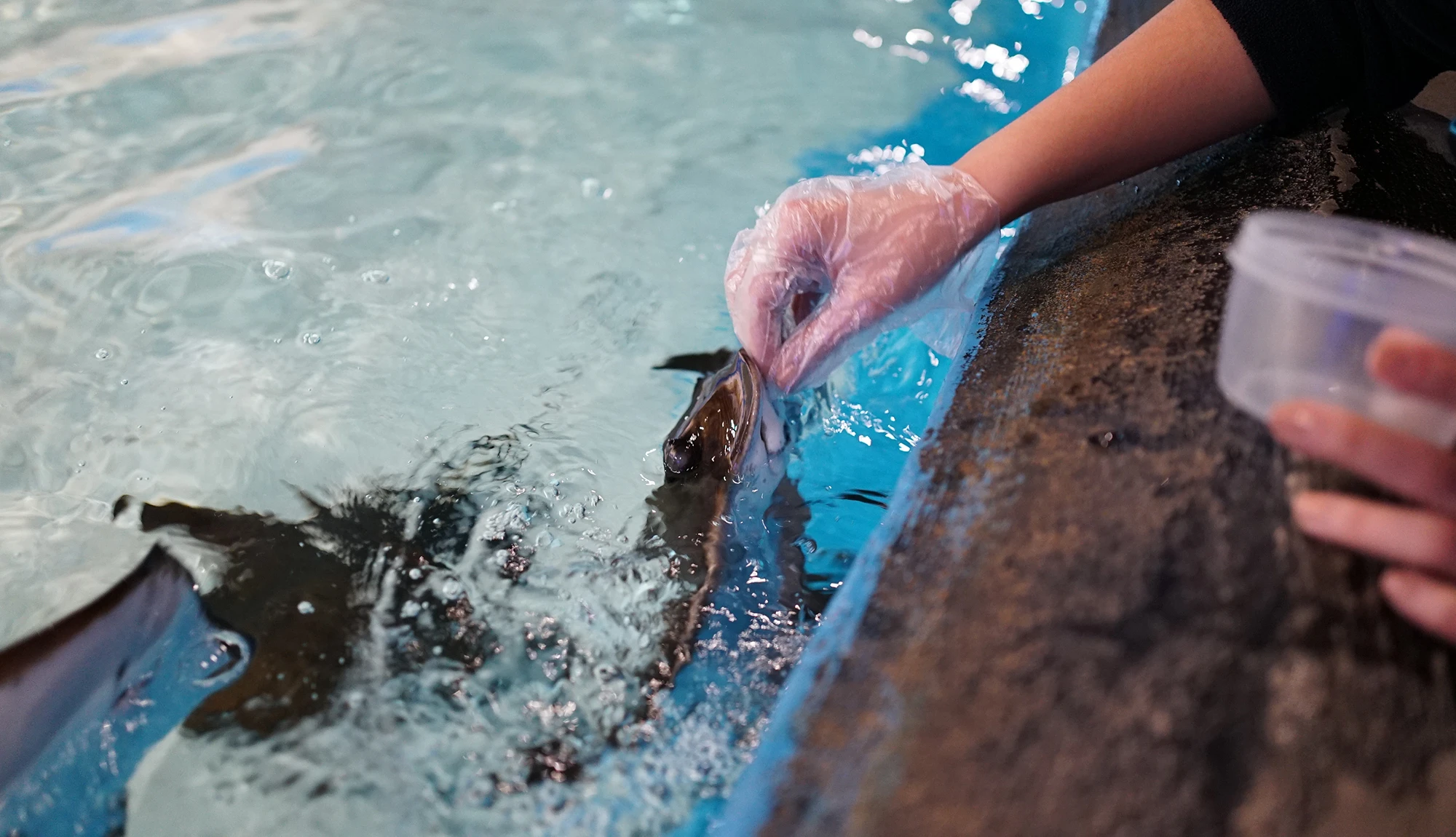 Antalya Aquarium Tour from Belek - Image 16