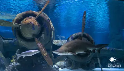 Antalya Aquarium Tour from Belek Tursay Travel 18