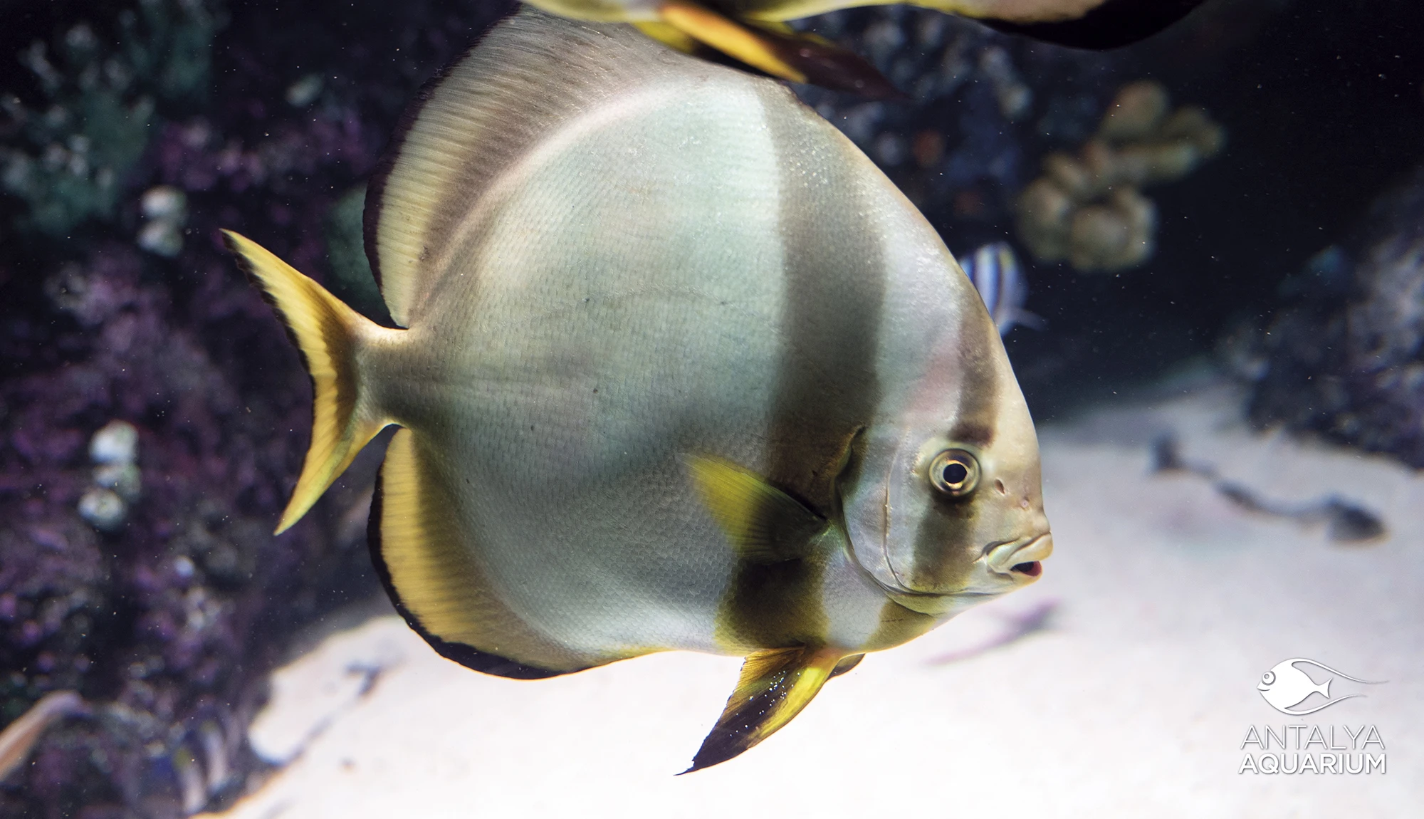 Antalya Aquarium Tour from Belek - Image 20