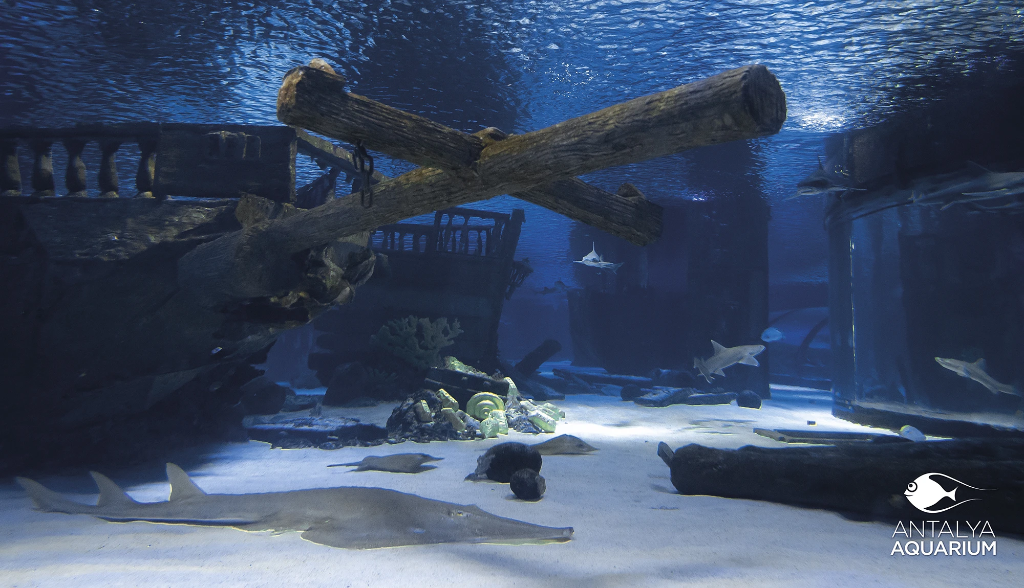 Antalya Aquarium Tour from Belek - Image 21