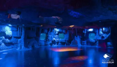 Antalya Aquarium Tour from Belek Tursay Travel 22