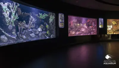 Antalya Aquarium Tour from Belek Tursay Travel 24