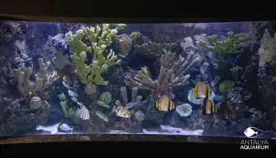 Antalya Aquarium Tour from Belek Tursay Travel 25