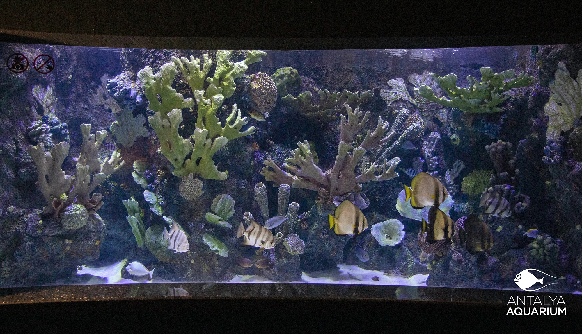 Antalya Aquarium Tour from Belek - Image 25