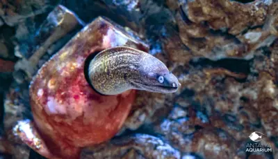 Antalya Aquarium Tour from Belek Tursay Travel 27