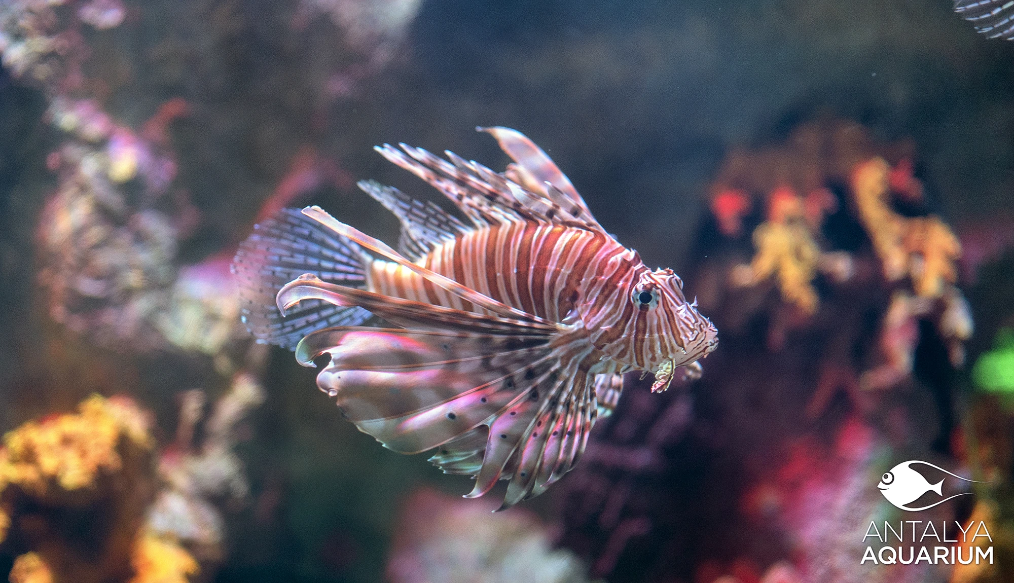 Antalya Aquarium Tour from Belek - Image 30