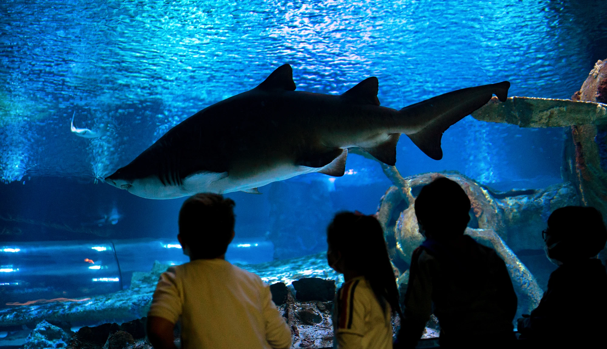 Antalya Aquarium Tour from Belek - Image 31