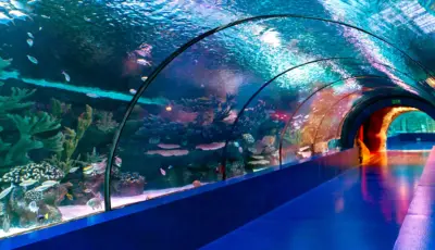 Antalya Aquarium Tour from Belek Tursay Travel 32