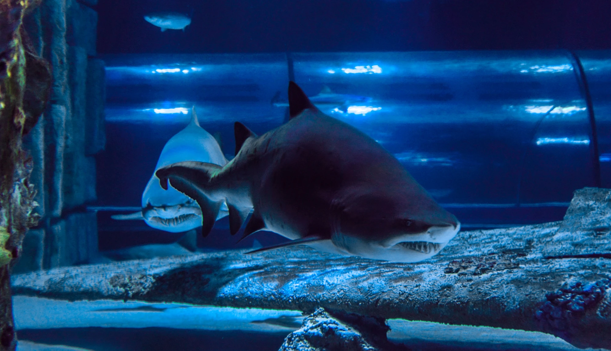 Antalya Aquarium Tour from Belek - Image 33