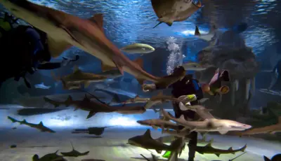 Antalya Aquarium Tour from Belek Tursay Travel 34
