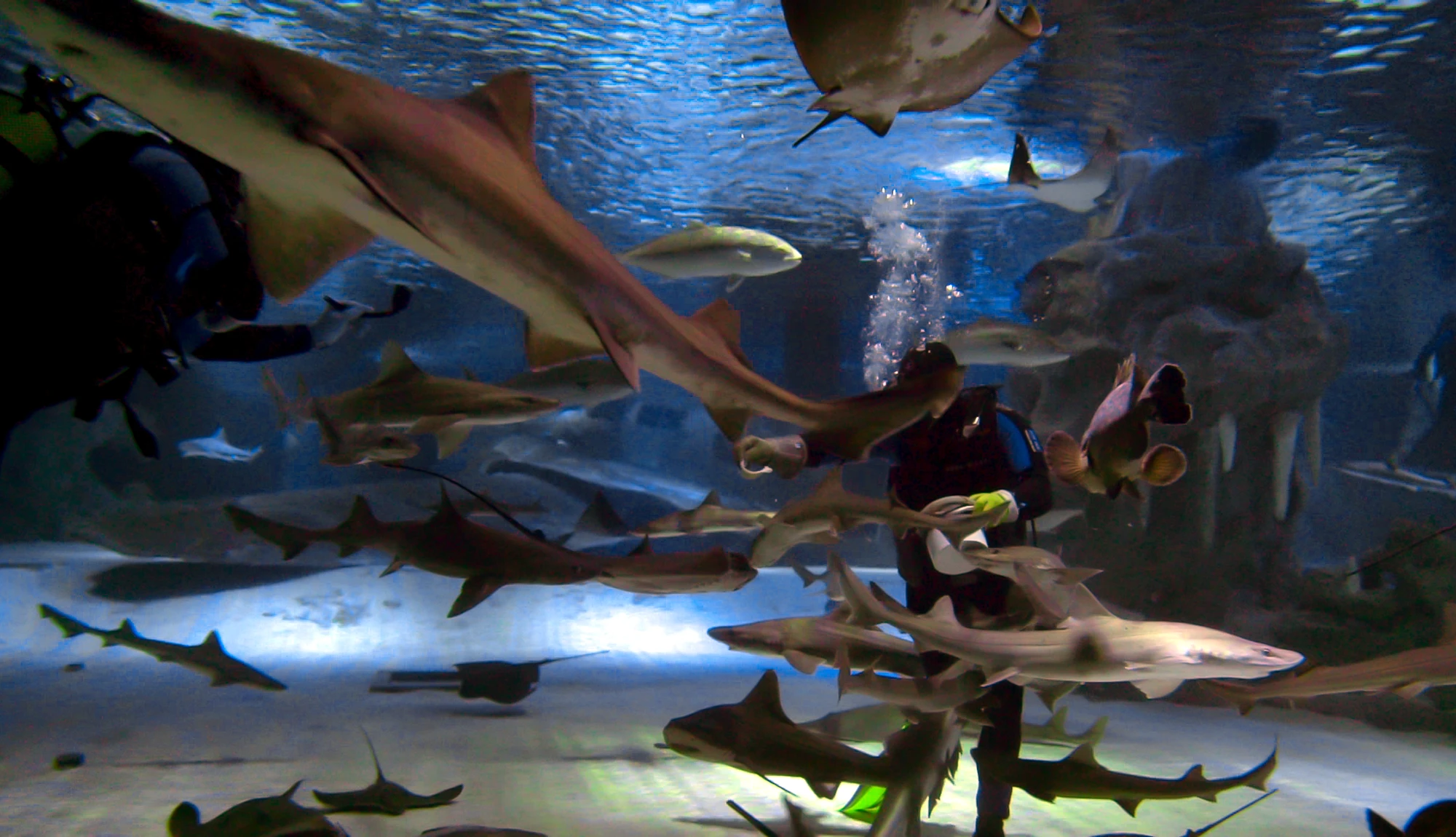 Antalya Aquarium Tour from Belek - Image 34