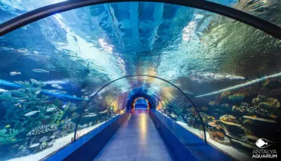 Antalya Aquarium Tour from Belek Tursay Travel 36
