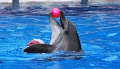 Belek Dolphin Show Tour Tursay Travel 15