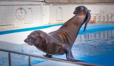 Belek Dolphin Show Tour Tursay Travel 2