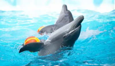 Belek Dolphin Show Tour Tursay Travel 5