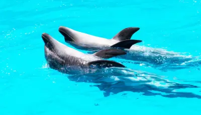 Belek Dolphin Show Tour Tursay Travel 7
